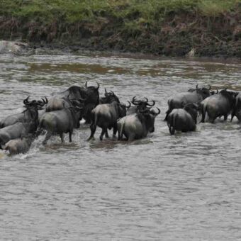 oversteken van de rivier door een kudde gnoes op de serengeti tanzania