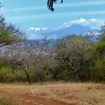 Kili view uitzicht op de witte toppen van de kilimanjaro met op de voorgrond een bos in tanzania