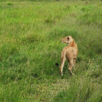 leeuwin staand met de kop naar links kijkend naar een prooi serengeti tanzania