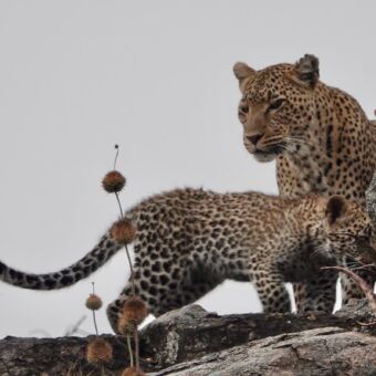 luipaard op een kopje staand met een jong lopend tijdens een safari rondreis in de serengeti tanzania