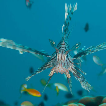 bijzondere creaturen bijzondere stervormige vis met allerlei blauwe tentakels donker blauwe strepen gespot tijdens het duiken bij pemba eiland