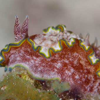bewonder en verwonder veelkleuringe plant met donkerrood en grijpen blauwe strepen en uitsteeksels die groeit in de indische oceaan vlakbij pemba eiland tanzania