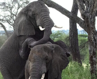 Parende olifanten in lake Manyara