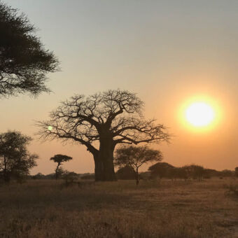 zonsondergang Tarangire zonsondergang met een baobab op de achtergrond in Tarangire tanzania