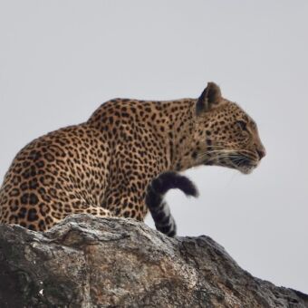 vanaf onderaf genomen zittende luipaard op een kopje die horizon afspeurt naar een prooi serengeti tanzania