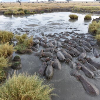 vanaf een brug een grote groephippo's in het water dicht op elkaar tanzania