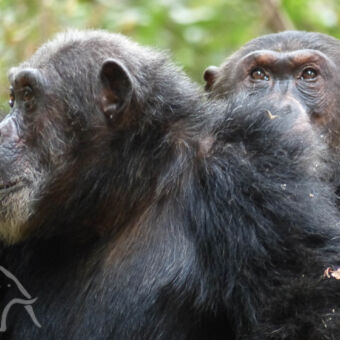 2 chimpansees hoofden van twee chimpansees de ene kijkt naar links en de ander naar boven in mahale mountains national park tanzania tijdens luxe privé rondreis