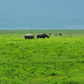 twee rhino's op afstand op een groene vlakte in ngorongoro krater tanzania