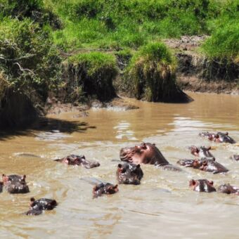 veel hippo's in de rivier met alleen hun hoofd boven water