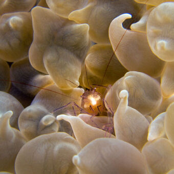 tijdens het duiken kwamen we deze raar gevormde witte ovale planten met paarse stengels tegen vlakbij mafia eiland tanzania