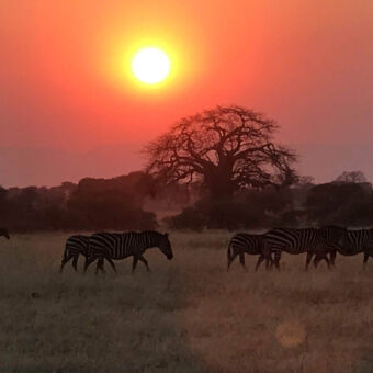 zonsondergang met rode gloed en zebra's op de voorgrond in het gras