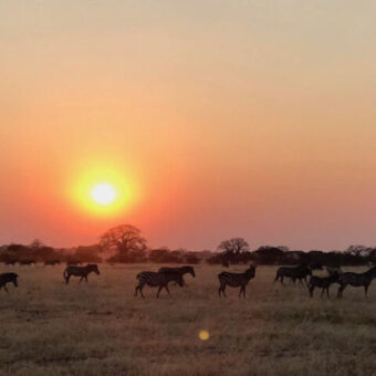 zonsondergang op de serengeti met zebra's in het gras