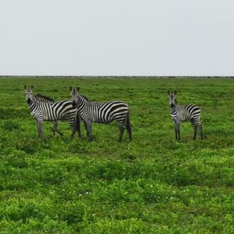 zebra's in het voorjaar op de nu groene serengeti tanzania