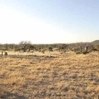 Kichaka Expeditions overzicht van het landschap van Ruaha met dor geel gras en baobab bomen