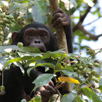 chimpansee tussen de takken en bladeren van een boom met vruchtjes mahale mountains tanzania