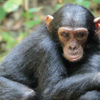 chimpansee op de rug van de moeder kijkend naar wat zich afspeelt mahale tanzania