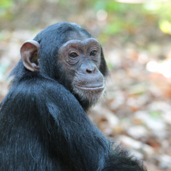 starende chimpansee dichtbij in mahale mountains tanzania chimp tracking