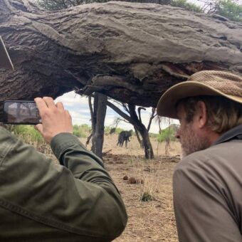 twee mannen vanachter een boom kijkend naar de olifanten tijdens een wandeling in ruaha met molly