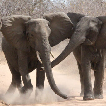 twee olifanten op de weg die naar je toekomen en er stofwolken onder hun voeten zijn
