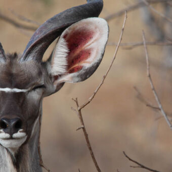 close up van het hoofd van een knipogende kudu ruaha tanzania