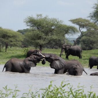 olifanten in en rond het water twee mannetjes vechtenen staan met de voorhoofden tegen elkaar aan in ruaha national park tanzania