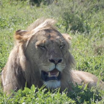 hijgende leeuw met weinig manen liggend in het gras met de ogen dicht