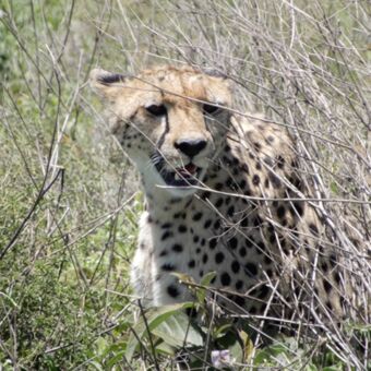cheetah in het struikgewas kijkend naar voren