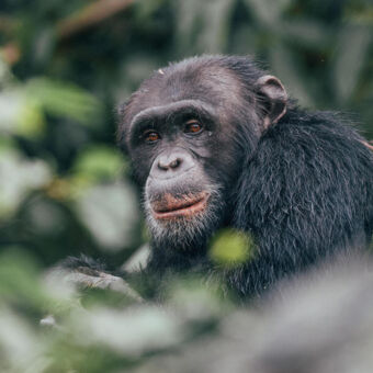 chimpansee in Rubondo Island Camp chimpansee kijkend naar de camera tussen de bosjes op Rubondo Island Camp tanzania