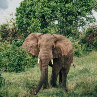 olifant olifant kijkend naar de camera in het groen tussen de bomen