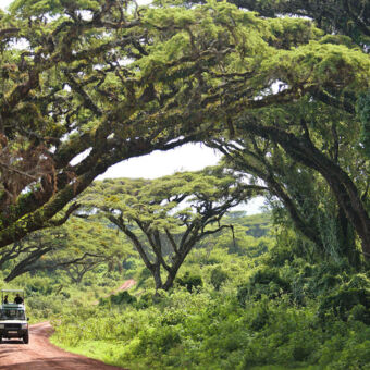 gamedrive bij de Ngorongoro highlands diep groen bos met een weg waarop een safariauto rijdt met gasten bij Ngorongoro highlands tanzania