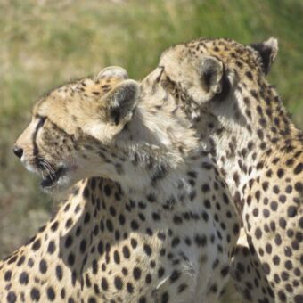 cheetahs twee hoofden van cheeta'sdie naar links kijken tanzania