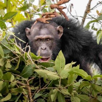 chimpansee habituation project grote chimpansee die je recht aankijkt tussen de bladeren vanuit een boom chimp tracking tanzania