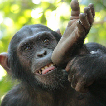 hoofd van een beetje boos kijkende chimpansee die ook zijn voet vast houdt bij het gezicht mahale mountains tanzania