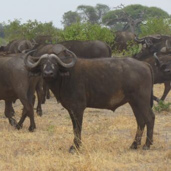 groep buffels waarvan een je aankijkt in tarangire tanzania tijdens rondreis