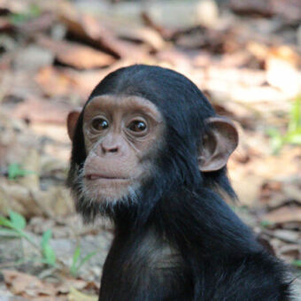 close up van opkijken jonge chimpansee met z'n tongetje net uit z'n bek mahale tanzania