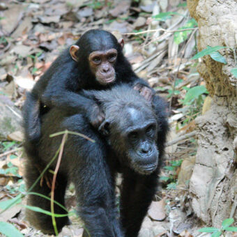 lopende chimpansee moeder met een puber chimpansee op de rug in de jungle van Mahale mountains tanzania