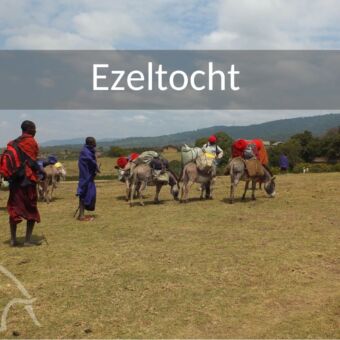 ezels die de bagage vervoeren bij de trektocht Tanzanianen met ezels die de bagage vervoeren bij de meerdaagse wandeltocht naar lake natron tanzania