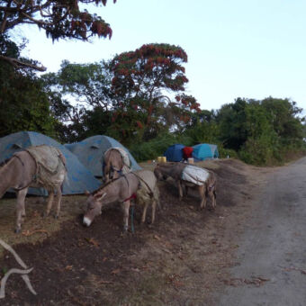 kamperen op de Empakai kraterrand startplaats voor een meerdaagse wandeling naar lake natron met tentjes op de voorgrond en ezels