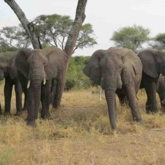 stilstaande olifanten onder een boomde die je aankijken