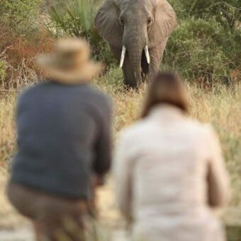 Wandelsafari in Ruaha Tanzania. Zo dichtbij. Op rondreis door Tanzania tijdens een wandelsafari in Ruaha national park. Man en vrouw gehurkt op de voorgrond die van heel dichtbij kijken naar een olifant tijdens een wandelsafari