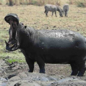 nijlpaard in Katavi grote nijlpaard met zijn bek helemaal open en veel modder en een glans van water op zijn huid