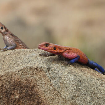 reptiel felgekleurde oranje met blauw mannetje en donkerbruin vrouwtje op een steen