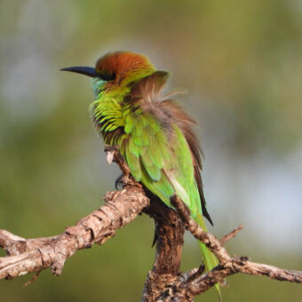 bijzondere vogels close up van vogel met oranje bovenkant hoof zwarte snavel en de rest groen tanzania