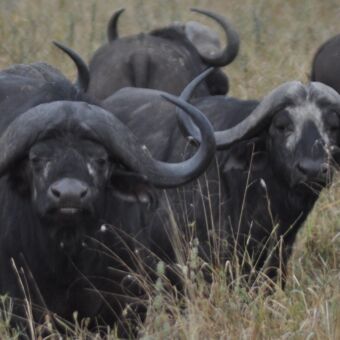 close up van buffalo's die je aankijken