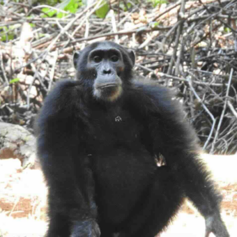 groot mannetje chimpansee die ons aankijkt gombe national park tanzania