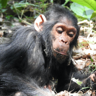 jonge chimpansee op de grond kijkend naar zijn hand in Gombe Jane Goodall chimpansee trekking