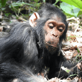 jonge chimpansee op de grond kijkend naar zijn hand in Gombe Jane Goodall chimpansee trekking