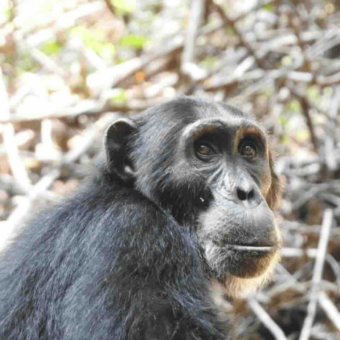 close up van chimpansee met grijze baard omhoog kijkend gombe chimpansee trekking tanzania