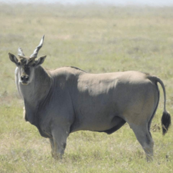close up van een eland die ons aankijkt op de serengeti tanzania