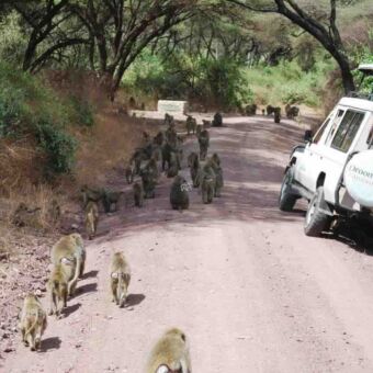 weg door Lake Manyara met een grote groep lopende bavianen links naast de auto van droomreistanzania
